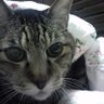帰ってきたぬこ profil fotoğrafı