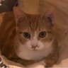 ももりん 的头像