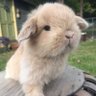 Profilbild von Leon Liker