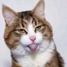 Profilbild von nanonano