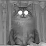でかい猫グリグリ's profile picture