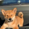 Doge24-7 ็ๅคดๅ
