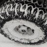 Sidetracked's profile picture