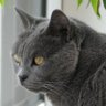 Isatys des fées de romelea's profile picture