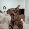 totsinho profil fotoğrafı