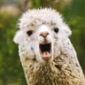 Llama Lips profil fotoğrafı