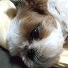 gahmerry(渋イケオジ風)'s profile picture