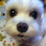 こまち's profile picture