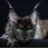 Profilbild von Шутник