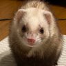 シナモン 的头像