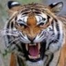 crazymad's profile picture