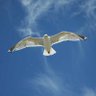 Juan Salvador Gaviota.'s profile picture