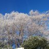 キッド 的头像