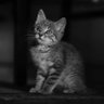 Фото профиля siri@fu4k1