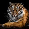 Фото профиля dune69 🚀 🌞 xrp xlm xdc hbar