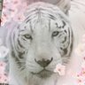 pppochita's profile picture