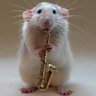 ngoc duc's profile picture