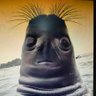 BaldBaBoon 的头像