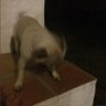 👻👺☄️🗿 profil fotoğrafı