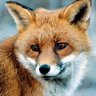 ヘビ吉@道民🐍🦊 profil fotoğrafı