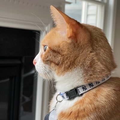 sarge_the_kitty's profile picture