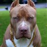 Brostradamus profil fotoğrafı
