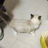 我是一只猫 的头像