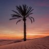 الشجرة المثمرة profil fotoğrafı