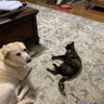 Profilbild von Biscuits & Buttercup