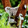 Profilbild von りなもえ🇦🇺