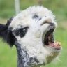 Profilbild von ZingyLlama