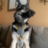 Profilbild von Jax G Shepherd