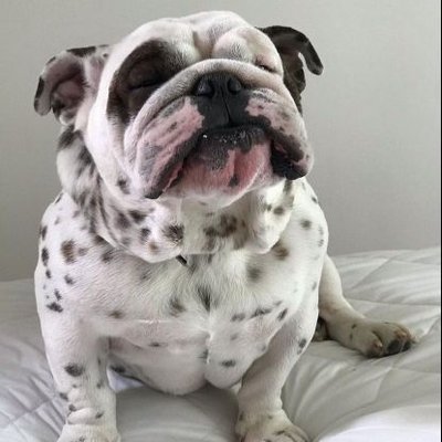 perros_shidoris's profile picture