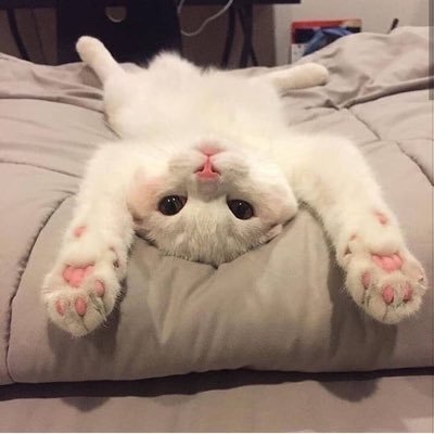 moxuan99's profile picture