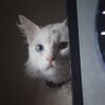 AbahAtok profil fotoğrafı