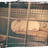 🌹白瀧ユミ🐁🐕🐈👻 profil fotoğrafı