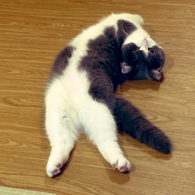 omochiomoching's profile picture