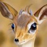 Profilbild von 𓃴 𓆩 ﮼الريــم𓆪