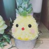 まめこ profil fotoğrafı