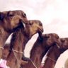 Фото профиля فهآد آلعتيبي