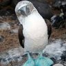 Фото профиля 🐦BlueBooby🦤