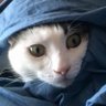 Treecat22 的头像
