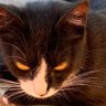 Zlaura's profile picture