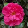 Фото профиля Cindy Randall