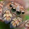 Heretical Arachnid's profile picture
