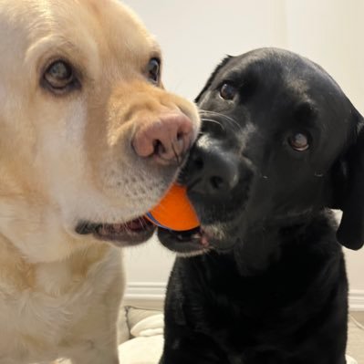 NikeyTeddy's profile picture