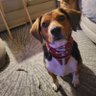 Shane Pennington profil fotoğrafı