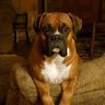 Trickemhunter 🇺🇸 🐾🐾🐾💙👣👣's profile picture
