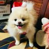 米耳兔🐰's profile picture