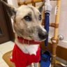 ぐるぐる犬猫's profile picture